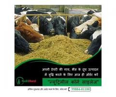 Silage Supplier in Haryana