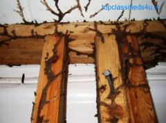 Looking For Most Popular Termite Control Services In San Angelo?