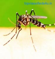 Are you looking For Best Mosquito Control Services In San Angelo?