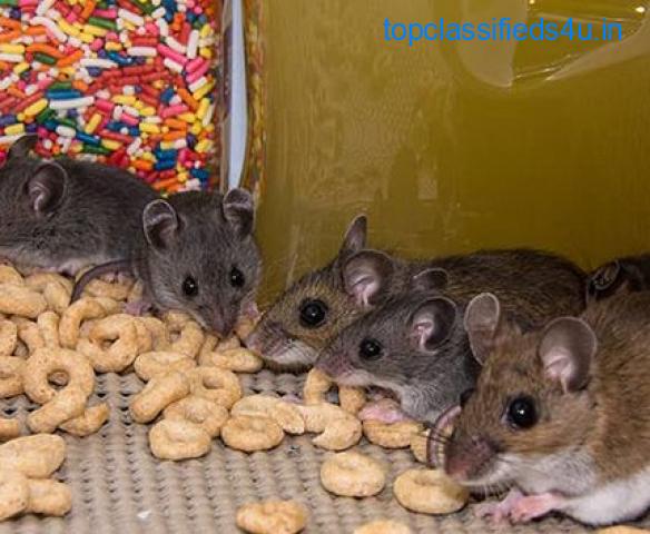 Best Rodent Control Services in India | Truly Nolen India