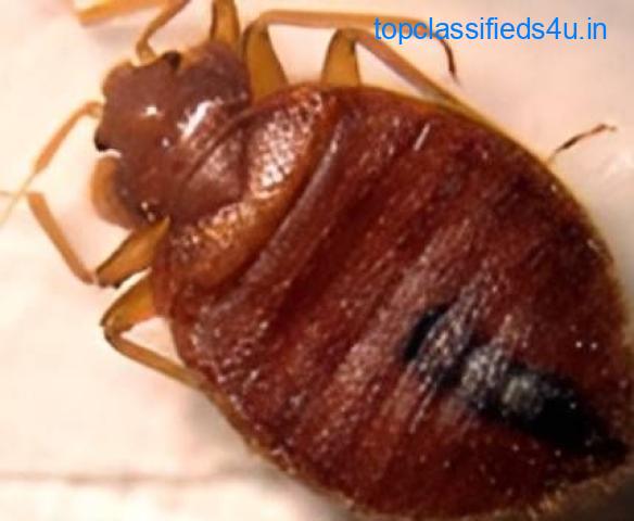Top Bed Bugs Control Services | Truly Nolen India
