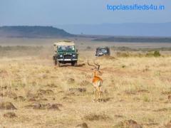 What to Expect From a Day on Safari