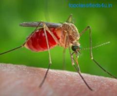 Effective Pest Control Services For Mosquito 