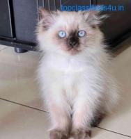 Purebred Ragdoll Kittens for sale in Bangalore